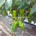 P31 Lvwen maturação precoce tamanho grande híbrido sementes de pimenta verde